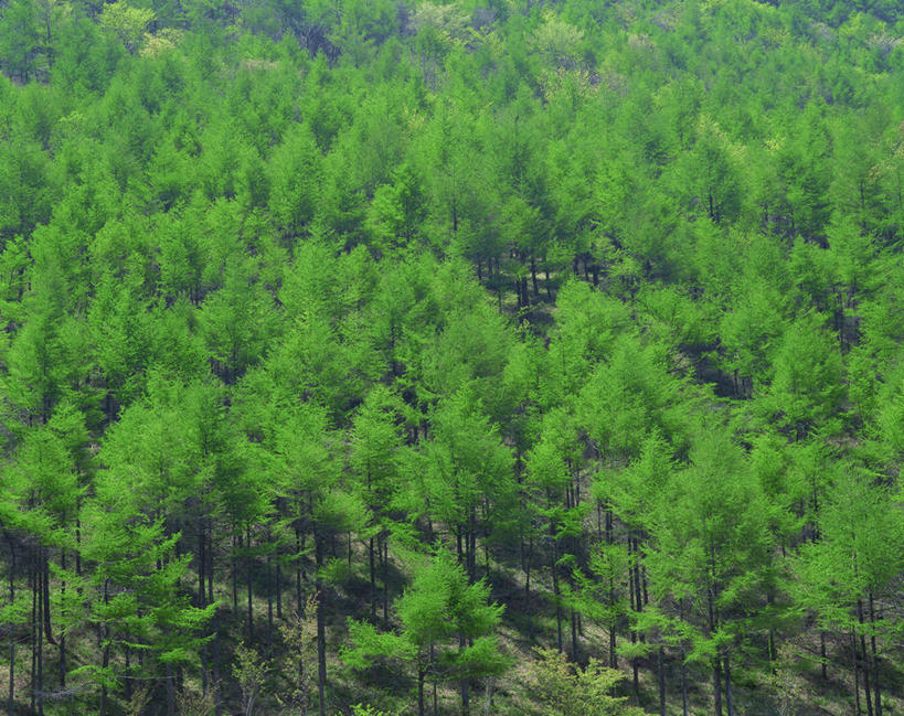 无人,横图,俯视,航拍,室外,白天,旅游,度假,美景,森林,树林,植物,松树,日本,亚洲,阴影,光线,影子,景观,娱乐,树,树木,绿色,阳光,自然,享受,休闲,景色,放松,茂密,茂盛,生长,成长,鸟瞰,自然风光,坚定,东亚,落叶松,日本国,长寿,贞洁,彩图,高角度拍摄,黄花松,日本落叶松