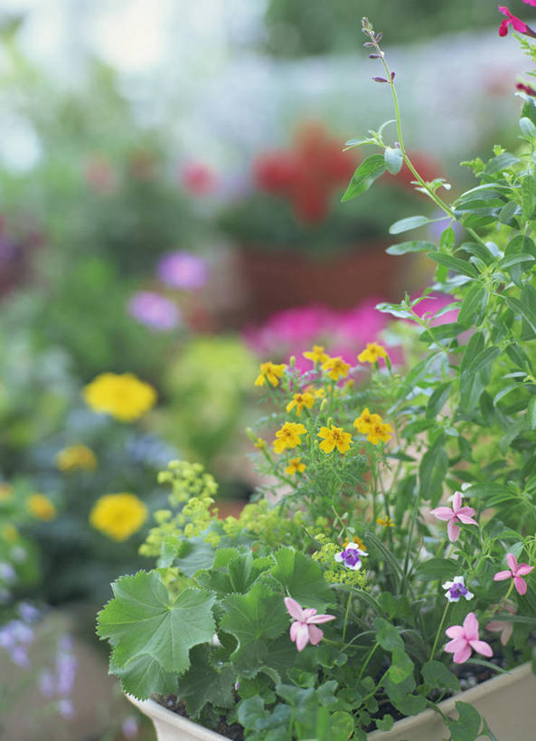 无人,花园,竖图,室外,特写,白天,正面,花海,花圃,美景,植物,叶子,朦胧,模糊,盛开,景观,花蕾,花,花瓣,花朵,花卉,鲜花,粉色,黄色,绿色,自然,花丛,花束,花田,花苞,花蕊,景色,自然风光,小花园,彩图