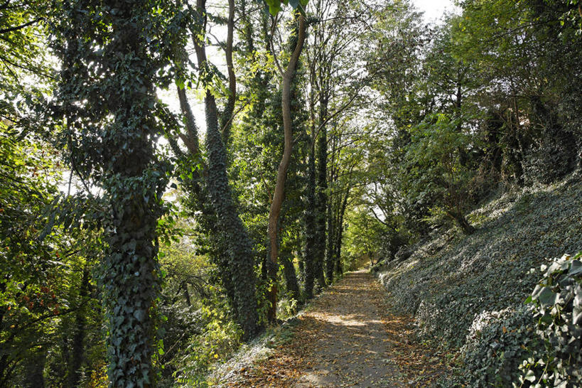 无人,横图,室外,白天,正面,旅游,度假,草地,草坪,美景,树林,植物,道路,路,比利时,欧洲,阴影,光线,影子,景观,小路,交通,娱乐,草,树,树木,蓝色,绿色,蓝天,天空,阳光,自然,天,享受,休闲,景色,放松,生长,晴朗,成长,西欧,自然风光,万里无云,首府,比利时王国,晴空,晴空万里,彩图,列日,列日省