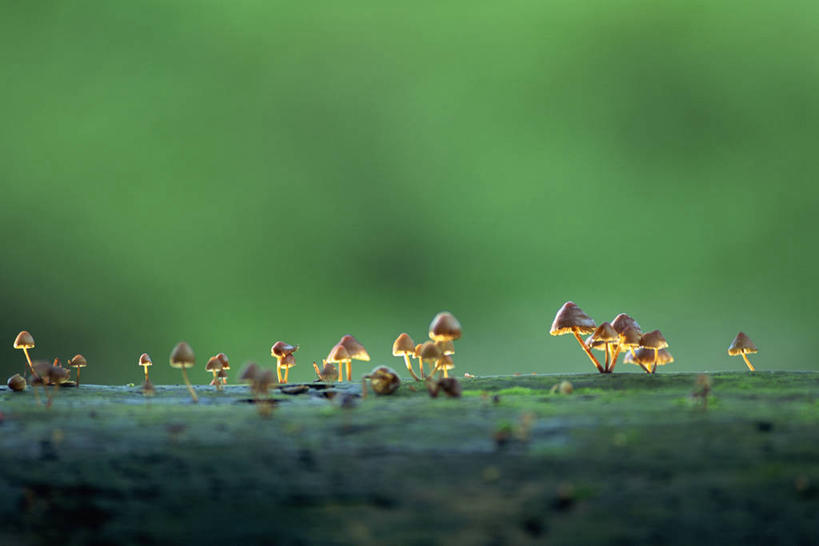 无人,横图,室外,特写,白天,正面,美景,蔬菜,阴影,朦胧,模糊,新鲜,光线,影子,景观,菌菇,蘑菇,食品,树桩,菌类,树,树干,食物,白色,阳光,自然,木桩,食用菌,景色,有机食品,绿色食品,真菌,自然风光,白蘑菇,洋蘑菇,草腐菌,二孢蘑菇,双孢蘑菇,彩图