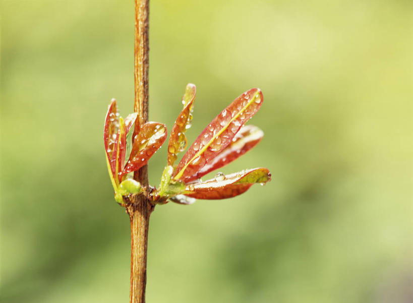 无人,横图,室外,特写,白天,正面,美景,植物,叶子,阴影,朦胧,模糊,光线,影子,景观,果树,绿叶,枝条,树,树木,树枝,绿色,阳光,自然,嫩叶,景色,石榴树,生长,成长,自然风光,虬枝,枝杈,叶,叶片,彩图