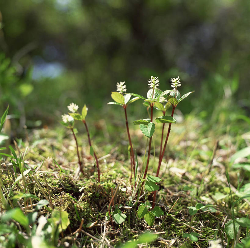 无人,横图,俯视,室外,特写,白天,草地,草坪,美景,植物,阴影,朦胧,模糊,光线,影子,景观,草药,药草,中药,草,绿色,阳光,自然,景色,自然风光,药材,中草药,中药材,本草,麦冬,麦门冬,书带草,沿阶草,彩图,高角度拍摄