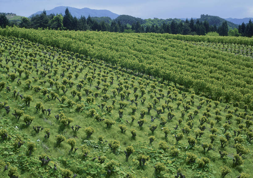 无人,农田,横图,室外,白天,正面,旅游,度假,庄稼,农作物,美景,山,山脉,桑树,日本,亚洲,阴影,光线,影子,景观,山峰,山峦,娱乐,蓝色,蓝天,天空,阳光,自然,群山,天,享受,休闲,景色,放松,晴朗,自然风光,东亚,本州,万里无云,本州岛,日本国,东北地方,山形,山形县,晴空,晴空万里,彩图,耕地,庄稼田,西置赐郡,白鹰町