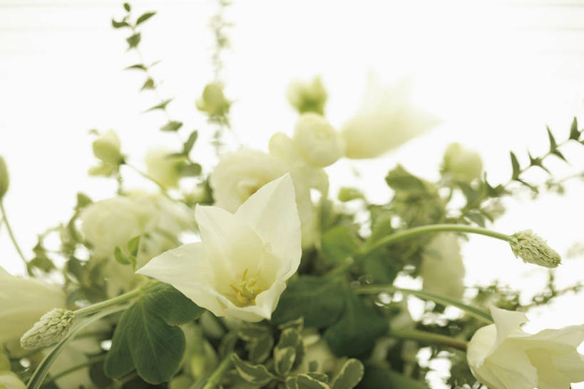 无人,横图,室内,特写,白天,白色背景,正面,阴影,朦胧,模糊,盛开,反射,影子,花蕾,花,花瓣,花朵,鲜花,白色,花苞,花蕊,一束,摄影,影棚,彩图,影棚拍摄,拍摄