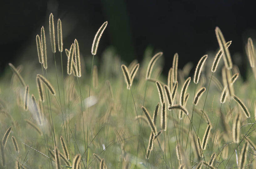 无人,横图,室外,特写,白天,正面,美景,阴影,朦胧,模糊,光线,影子,景观,狗尾巴草,阳光,自然,狗尾草,景色,自然风光,绿狗尾草,谷莠子,彩图,毛毛草,宿田翁