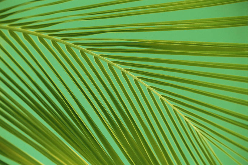 无人,横图,室内,特写,白天,正面,植物,棕榈树,叶子,阴影,新鲜,反射,纹路,纹理,影子,绿叶,树,树木,绿色,自然,嫩叶,生长,成长,青春,生命,和平,安详,棕榈叶,肌理,冷色,叶,叶片,棕树,棕榈,彩图
