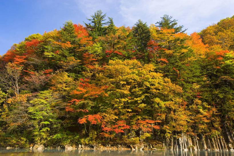 无人,横图,室外,白天,正面,旅游,度假,河流,美景,秋季,森林,树林,水,植物,日本,亚洲,阴影,光线,影子,河水,景观,水流,云,云朵,云彩,娱乐,树,树木,蓝色,绿色,白云,蓝天,天空,阳光,自然,天,享受,休闲,景色,放松,生长,晴朗,成长,自然风光,东亚,本州,本州岛,日本国,岩手,岩手县,东北地方,八幡平市,晴空,秋,秋天,彩图