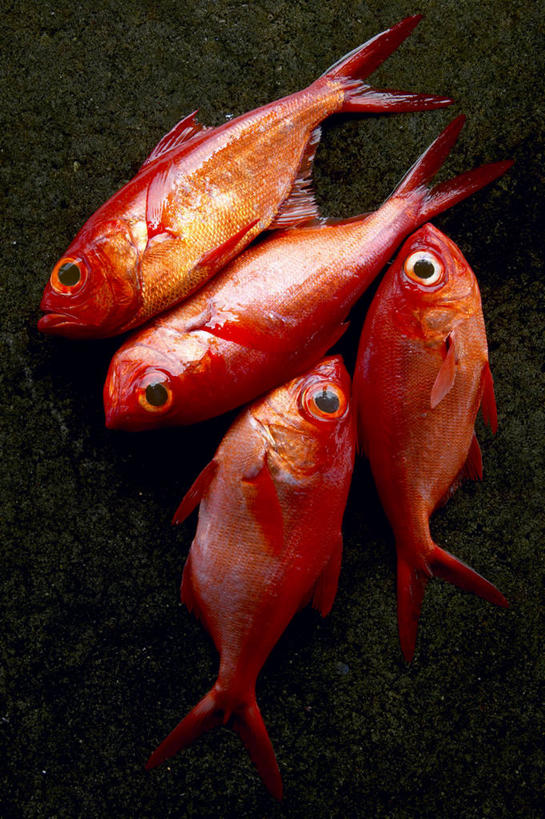 海鲜,无人,竖图,俯视,室内,特写,白天,阴影,黑色背景,反射,鱼,影子,鲷鱼,水产,鱼类,海洋生物,四条,摄影,影棚,鲷,加吉鱼,铜盆鱼,真鲷,水生动物,海产品,水生物,红鲷,海底动物,班加吉,加真鲷,红加吉,彩图,高角度拍摄,全身,影棚拍摄,拍摄