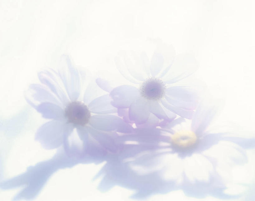 无人,横图,室内,特写,白天,白色背景,正面,快乐,幸福,阴影,朦胧,模糊,盛开,反射,影子,玛格丽特,花蕾,雏菊,花,花瓣,花朵,鲜花,白色,花苞,花蕊,菊花,活力,摄影,影棚,希望,坚强,和平,离别,延命菊,幸福花,春菊,马兰头花,暗恋,纯情,单恋,瓜叶菊,天真,彩图,影棚拍摄,愉快,拍摄