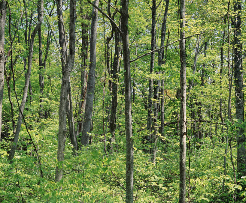 无人,横图,室外,白天,正面,旅游,度假,美景,树林,植物,日本,亚洲,景观,娱乐,树,树木,绿色,自然,享受,休闲,景色,放松,生长,成长,自然风光,东亚,本州,本州岛,日本国,青森,青森县,东北地方,十和田市,十和田,彩图