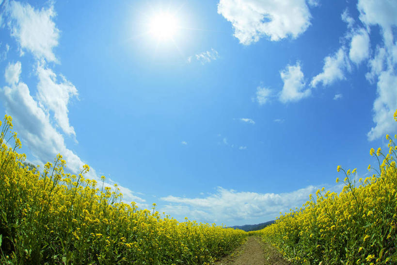 无人,农田,横图,室外,白天,广角镜头,鱼眼镜头,仰视,旅游,度假,庄稼,农作物,花海,花圃,美景,植物,道路,路,叶子,长野县,日本,亚洲,阴影,盛开,光线,影子,景观,云,云朵,小路,交通,花蕾,云彩,娱乐,花,花瓣,花朵,花卉,鲜花,黄色,蓝色,绿色,白云,蓝天,天空,阳光,自然,花丛,花束,花田,天,花苞,花蕊,油菜花,享受,休闲,景色,放松,乡间小路,晴朗,自然风光,东亚,本州,本州岛,日本国,中部地方,长野,晴空,彩图,低角度拍摄,耕地,庄稼田,油菜花田,饭山市,芸苔,芸薹