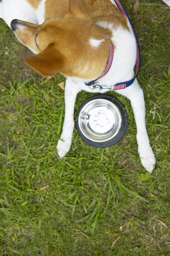 无人,竖图,俯视,室外,白天,草地,草坪,植物,宠物,狗,塑料,扭头,注视,草,一个,一只,绿色,动物,容器,塑料制品,碗,观察,看,趴着,转头,可爱,单个,观看,储藏,察看,储存,关注,忠诚,犬,趴,半身,彩图,高角度拍摄,狗碗,贮存