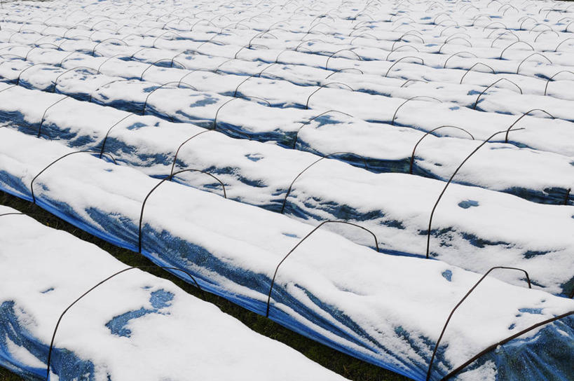 无人,横图,俯视,室外,白天,美景,雪,大雪,日本,亚洲,阴影,光线,影子,积雪,景观,雪景,冬季,冬天,温室,阳光,自然,景色,寒冷,设施,暖房,防寒,加温,自然风光,透光,保温,东亚,本州,本州岛,日本国,近畿地方,近畿,兵库,兵库县,严寒,彩图,高角度拍摄,西宫市