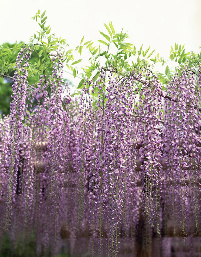 无人,竖图,室外,白天,仰视,美景,植物,盛开,景观,紫藤,枝条,花蕾,花,花瓣,花朵,鲜花,树,树木,树枝,绿色,紫色,天空,自然,天,花苞,花蕊,景色,生长,成长,自然风光,朱藤,藤萝,招藤,招豆藤,虬枝,枝杈,彩图,低角度拍摄