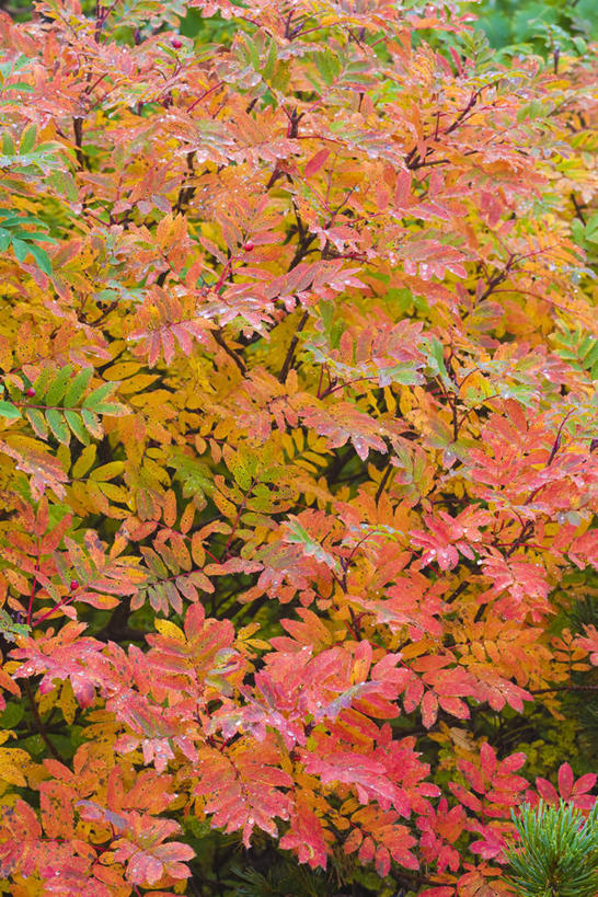 无人,竖图,室外,白天,正面,旅游,度假,美景,秋季,森林,树林,植物,叶子,长野县,日本,亚洲,景观,枯叶,落叶,娱乐,树,树木,绿色,自然,享受,休闲,景色,放松,生长,成长,自然风光,东亚,本州,本州岛,日本国,中部地方,岐阜,岐阜县,长野,乘鞍高原,叶,叶片,秋,秋天,彩图