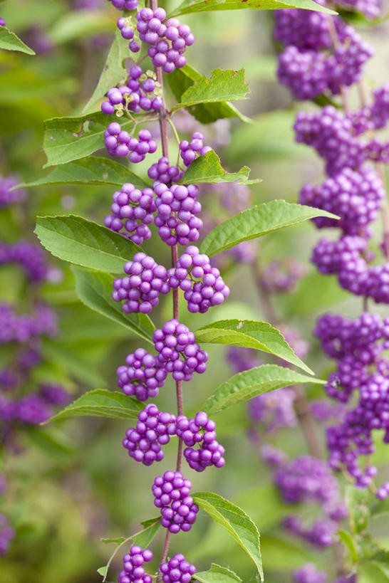 无人,竖图,室外,特写,白天,正面,美景,植物,浆果,水果,叶子,朦胧,模糊,新鲜,景观,生食,食品,果实,绿叶,枝条,树,树木,树枝,食物,绿色,紫色,自然,嫩叶,景色,有机食品,绿色食品,生长,成长,自然风光,白棠子树,紫珠,虬枝,枝杈,叶,叶片,彩图,日本紫珠