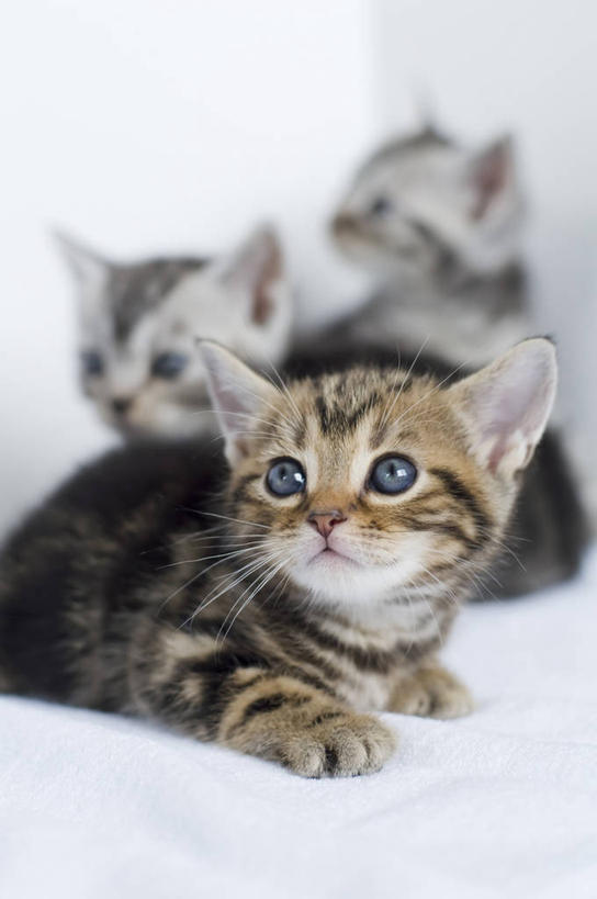 无人,竖图,室内,白天,正面,宠物,虎斑猫,猫,三只,阴影,朦胧,模糊,反射,影子,扭头,注视,动物,观察,看,趴着,转头,可爱,观看,察看,关注,猫咪,趴,半身,彩图