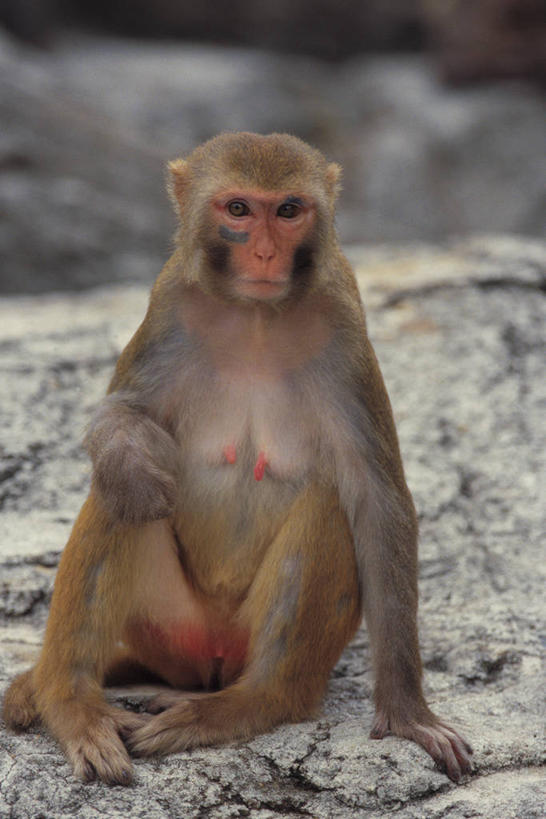 无人,坐,竖图,室外,白天,正面,石头,美景,哺乳动物,猴,野生动物,猴子,石子,景观,注视,一只,自然,动物,观察,看,景色,可爱,活泼,观看,察看,关注,自然风光,猕猴,恒河猴,石块,岩石,坐着,彩图,全身