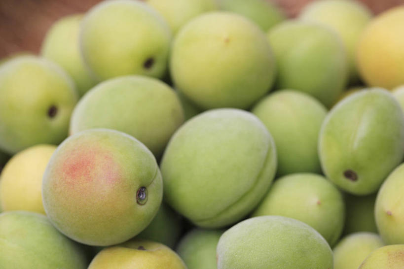 无人,横图,俯视,室内,特写,白天,李子,水果,一堆,许多,阴影,堆叠,堆积,朦胧,模糊,新鲜,反射,影子,生食,食品,果实,很多,食物,黄色,绿色,摄影,有机食品,绿色食品,影棚,堆,布拉斯李,黄香李,彩图,高角度拍摄,影棚拍摄,拍摄