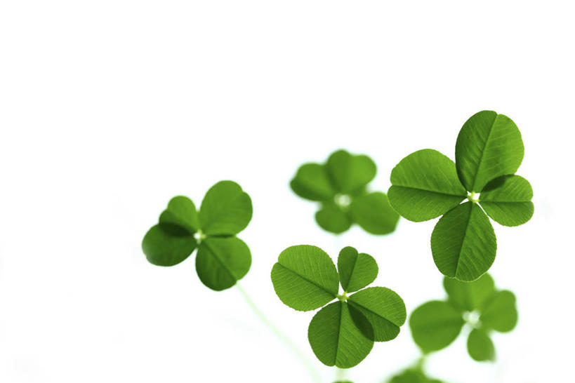 无人,横图,俯视,室内,特写,白天,白色背景,幸福,叶子,三叶草,绿叶,嫩叶,摄影,影棚,车轴草,苜蓿,叶,叶片,彩图,高角度拍摄,影棚拍摄,拍摄