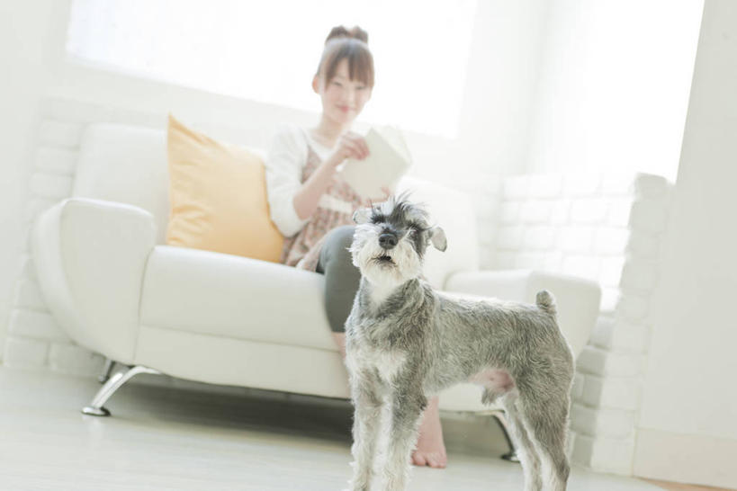 东方人,一个人,客厅,坐,横图,室内,白天,仰视,窗户,靠垫,沙发,宠物,狗,书籍,亚洲,仅一个年轻女性,仅一个女性,仅一个人,握,阴影,服装,反射,影子,墙,靠枕,梗犬,雪纳瑞,拿,迷你雪纳瑞,拿着,注视,休闲装,黄种人,玻璃窗,墙壁,墙面,一只,衣服,动物,书本,垫子,枕头,观察,看,休闲,休闲服,可爱,握着,服饰,观看,察看,起居室,关注,雪纳瑞犬,布艺沙发,髯犬,忠诚,雪纳瑞狗,客堂,年轻女性,女人,女性,亚洲人,书,图书,犬,坐着,彩图,低角度拍摄,全身