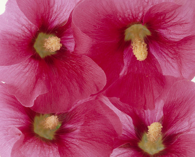 无人,横图,室内,特写,白天,正面,四朵,阴影,盛开,反射,影子,花蕾,花,花瓣,花朵,鲜花,粉色,黄色,花苞,花蕊,金钱紫花葵,锦葵,荆葵,钱葵,淑气花,小白淑气花,恩惠,彩图