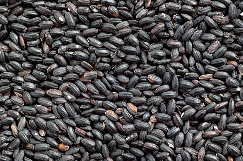 无人,横图,俯视,室内,特写,白天,一堆,许多,阴影,堆叠,堆积,反射,影子,谷类,谷物,米,很多,大米,黑色,摄影,影棚,堆,黑米,彩图,高角度拍摄,全画面,全框架,全帧,影棚拍摄,拍摄,全画幅