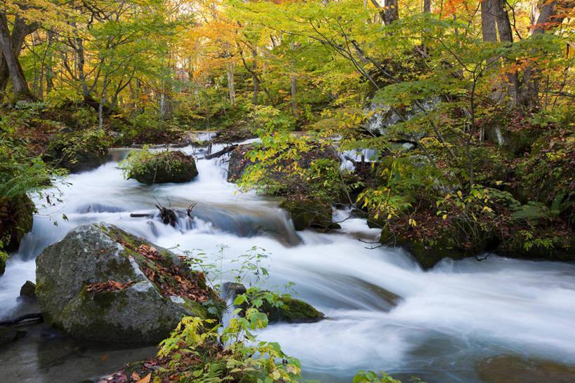 无人,横图,室外,白天,正面,旅游,度假,河流,石头,美景,秋季,森林,树林,水,植物,叶子,日本,亚洲,阴影,光线,石子,影子,河水,景观,水流,枯叶,落叶,娱乐,树,树木,绿色,小溪,阳光,自然,溪水,享受,休闲,景色,放松,生长,成长,自然风光,东亚,本州,本州岛,日本国,青森,青森县,东北地方,奥入濑溪谷,十和田市,十和田,叶,叶片,石块,岩石,秋,秋天,彩图