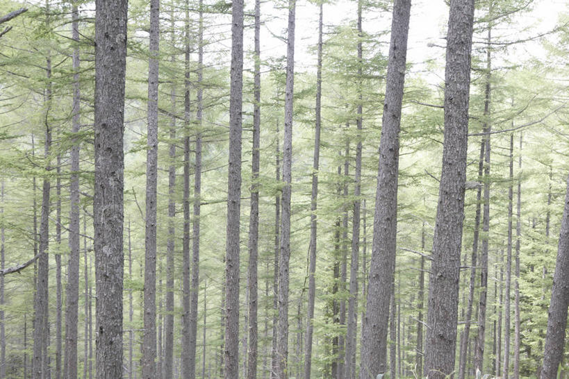 无人,横图,室外,白天,正面,旅游,度假,美景,森林,树林,植物,叶子,日本,亚洲,景观,绿叶,树桩,娱乐,树,树干,树木,绿色,自然,享受,休闲,嫩叶,木桩,景色,放松,生长,成长,自然风光,东亚,本州,本州岛,日本国,中部地方,岐阜,岐阜县,叶,叶片,彩图,高山市