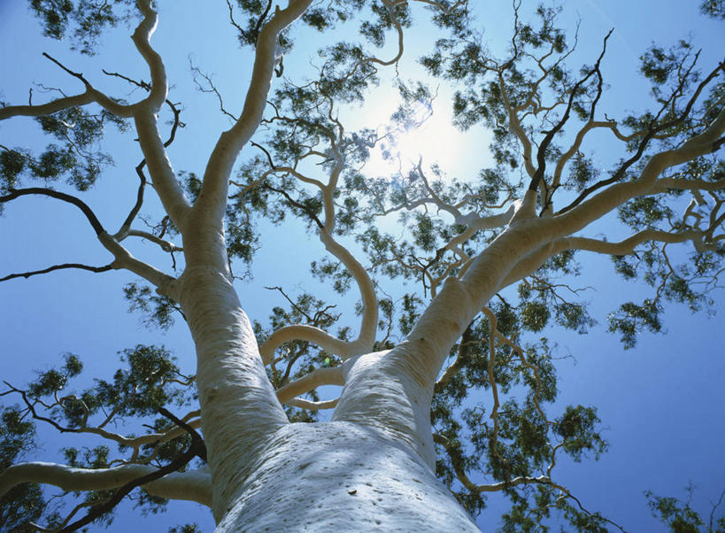 无人,横图,室外,白天,仰视,旅游,度假,美景,植物,澳大利亚,阴影,光线,影子,景观,枝条,娱乐,树,树木,树枝,蓝色,绿色,蓝天,天空,阳光,自然,天,享受,休闲,景色,放松,生长,晴朗,成长,自然风光,大洋洲,澳洲,万里无云,南方大陆,桉树,澳大利亚联邦,尤加利,北领地,虬枝,枝杈,晴空,晴空万里,彩图,低角度拍摄
