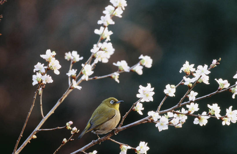 无人,站,横图,室外,白天,侧面,幸福,纯洁,美景,樱花,鸟,阴影,朦胧,模糊,盛开,光线,鸟类,影子,景观,枝条,花蕾,注视,花,花瓣,花朵,鲜花,树枝,一只,粉色,阳光,自然,动物,花苞,花蕊,观察,看,站着,景色,可爱,活泼,观看,等待,察看,生命,关注,自然风光,暗绿绣眼鸟,仙樱花,福岛樱,青肤樱,高尚,绣眼,绣眼儿,绣眼鸟,白日眶,观赏鸟,热烈,虬枝,枝杈,荆桃,站立,彩图,全身