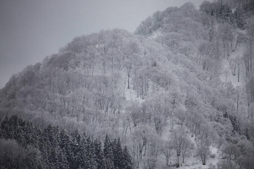 无人,横图,俯视,室外,白天,旅游,度假,美景,森林,山,树林,雪,雪山,植物,大雪,秋田县,日本,亚洲,冰,积雪,景观,山峰,雪景,冬季,冬天,山峦,娱乐,树,树木,绿色,自然,享受,休闲,景色,放松,寒冷,生长,成长,冰冷,自然风光,东亚,本州,本州岛,日本国,秋田,东北地方,严寒,冰凉,酷寒,凛冽,凛凛,极冷,汤泽,汤泽市,彩图,高角度拍摄