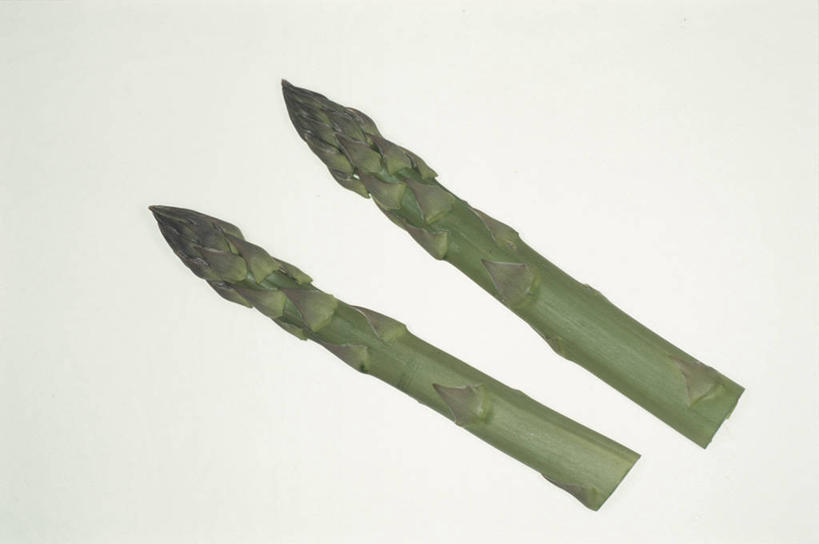 无人,横图,室内,特写,白天,白色背景,正面,芦笋,蔬菜,新鲜,绿芦笋,食品,食物,两个,摄影,有机食品,绿色食品,影棚,猪尾巴,药鸡豆子,石刁柏,蚂蚁杆,龙须菜,狼尾巴根,彩图,影棚拍摄,拍摄