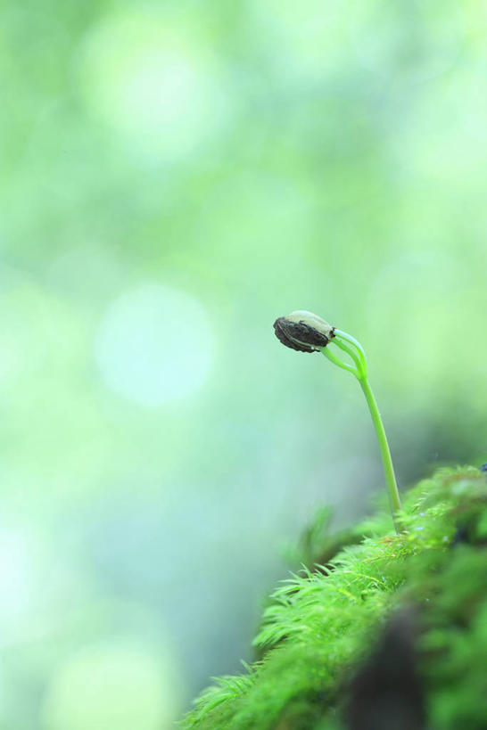 无人,竖图,室外,特写,白天,正面,美景,植物,鹿儿岛,日本,亚洲,阴影,朦胧,模糊,光线,影子,景观,青苔,苔藓,绿色,阳光,自然,景色,生长,成长,自然风光,东亚,日本国,九州本岛,九州,九州岛,九州地方,鹿儿岛县,屋久岛,彩图