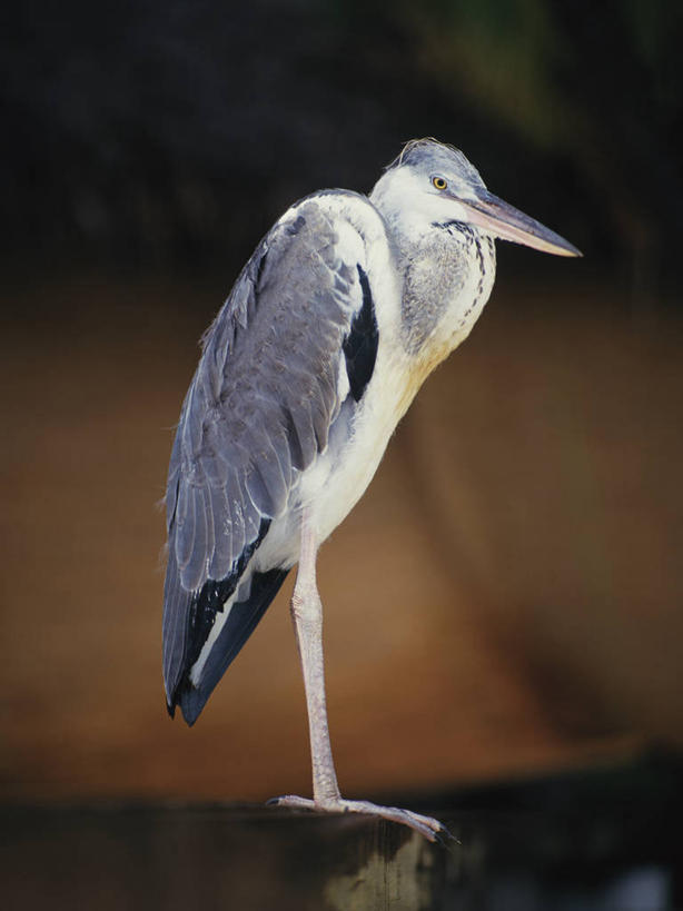 无人,站,竖图,室外,白天,侧面,美景,鸟,朦胧,模糊,苍鹭,鸟类,景观,树桩,注视,树,树干,一只,自然,观察,看,站着,木桩,景色,观看,察看,关注,自然风光,灰鹳,站立,彩图,全身