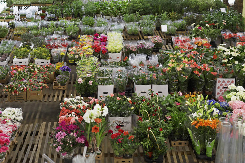 无人,花店,商店,横图,俯视,室内,白天,花海,花圃,植物,叶子,盛开,盆栽,盆景,花蕾,商铺,花,花瓣,花朵,花卉,鲜花,绿色,自然,花丛,花束,花田,花苞,花蕊,生长,成长,市肆,商号,彩图,高角度拍摄,店铺