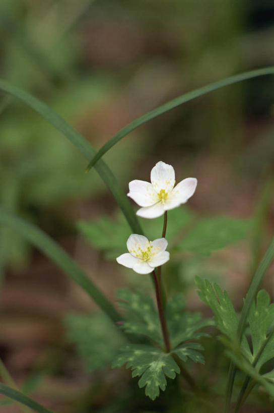 无人,竖图,俯视,室外,特写,白天,草地,草坪,美景,植物,阴影,朦胧,模糊,盛开,光线,影子,景观,花蕾,草,花,花瓣,花朵,鲜花,两朵,绿色,阳光,自然,花苞,花蕊,景色,银莲花,自然风光,银莲,复活节花,彩图,高角度拍摄,鹅掌草,林荫银莲花,蜈蚣三七