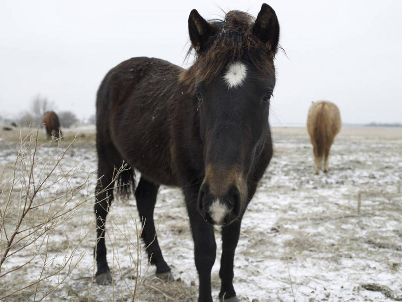 背部,无人,站,横图,室外,白天,正面,美景,雪,大雪,马,野生动物,积雪,景观,雪景,冬季,冬天,注视,天空,自然,动物,天,观察,看,站着,景色,寒冷,运输,牲畜,观看,察看,关注,自然风光,三匹,严寒,站立,彩图,全身