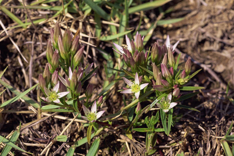 无人,横图,俯视,室外,特写,白天,美景,植物,阴影,朦胧,模糊,光线,影子,景观,草药,药草,中药,绿色,阳光,自然,景色,生长,成长,龙胆,自然风光,药材,中草药,中药材,本草,彩图,高角度拍摄