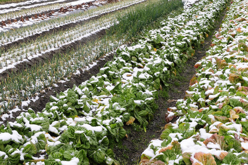 无人,农田,横图,俯视,室外,白天,旅游,度假,庄稼,农作物,美景,雪,大雪,叶子,日本,亚洲,一排,阴影,整齐,并列,并排,光线,影子,积雪,景观,雪景,冬季,冬天,绿叶,娱乐,排列,阳光,自然,享受,休闲,嫩叶,景色,放松,寒冷,队列,自然风光,平行,东亚,本州,本州岛,日本国,近畿地方,近畿,兵库,兵库县,严寒,叶,叶片,彩图,高角度拍摄,耕地,庄稼田,西宫市