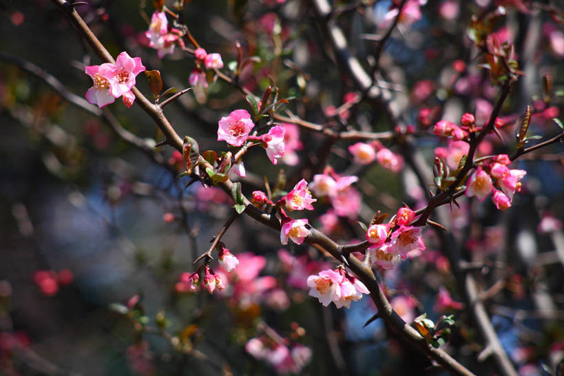 无人,横图,室外,特写,白天,正面,美景,植物,阴影,朦胧,模糊,盛开,光线,影子,景观,枝条,花蕾,花,花瓣,花朵,鲜花,树,树木,树枝,绿色,阳光,自然,花苞,花蕊,景色,生长,成长,自然风光,贴梗海棠,诚实,平凡,木瓜海棠,木瓜花,虬枝,枝杈,彩图