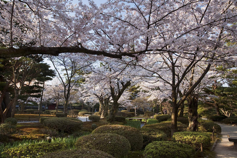 无人,横图,室外,白天,正面,旅游,度假,幸福,纯洁,草地,草坪,美景,树林,植物,道路,路,樱花,日本,亚洲,阴影,盛开,光线,影子,景观,小路,交通,花蕾,娱乐,草,花,花瓣,花朵,鲜花,树,树木,蓝色,绿色,蓝天,天空,阳光,自然,天,花苞,花蕊,享受,休闲,景色,放松,生长,晴朗,成长,等待,生命,自然风光,东亚,本州,万里无云,本州岛,日本国,金沢,金沢市,石川,石川县,中部地方,兼六园,仙樱花,福岛樱,青肤樱,高尚,县厅,热烈,晴空,晴空万里,荆桃,彩图