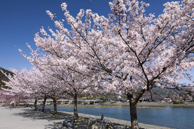 无人,横图,室外,白天,正面,旅游,度假,幸福,纯洁,草地,草坪,美景,树林,植物,道路,路,樱花,日本,亚洲,阴影,盛开,光线,影子,景观,小路,交通,花蕾,娱乐,草,花,花瓣,花朵,鲜花,树,树木,蓝色,绿色,蓝天,天空,阳光,自然,天,花苞,花蕊,享受,休闲,景色,放松,生长,晴朗,成长,等待,生命,自然风光,东亚,本州,万里无云,本州岛,日本国,金沢,金沢市,石川,石川县,中部地方,兼六园,仙樱花,福岛樱,青肤樱,高尚,县厅,热烈,晴空,晴空万里,荆桃,彩图