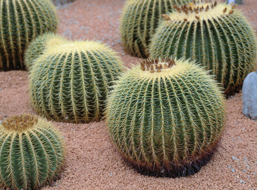 无人,横图,俯视,室外,白天,美景,植物,仙人球,仙人掌,许多,火焰,景观,草药,很多,中药,自然,景色,自然风光,药材,中草药,中药材,本草,牛舌头,草球,玉芙蓉,仙巴掌,火掌,长盛球,霸王树,彩图,高角度拍摄,圆桶掌