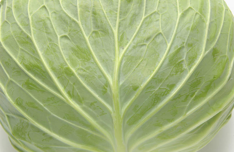 无人,横图,俯视,室内,特写,白天,白色背景,蔬菜,椰菜,卷心菜,阴影,新鲜,反射,纹路,纹理,影子,食品,食物,一个,绿色,甘蓝,摄影,有机食品,绿色食品,影棚,单个,肌理,甘蓝菜,结球甘蓝,甘兰,包心菜,彩图,高角度拍摄,影棚拍摄,拍摄,圆白菜