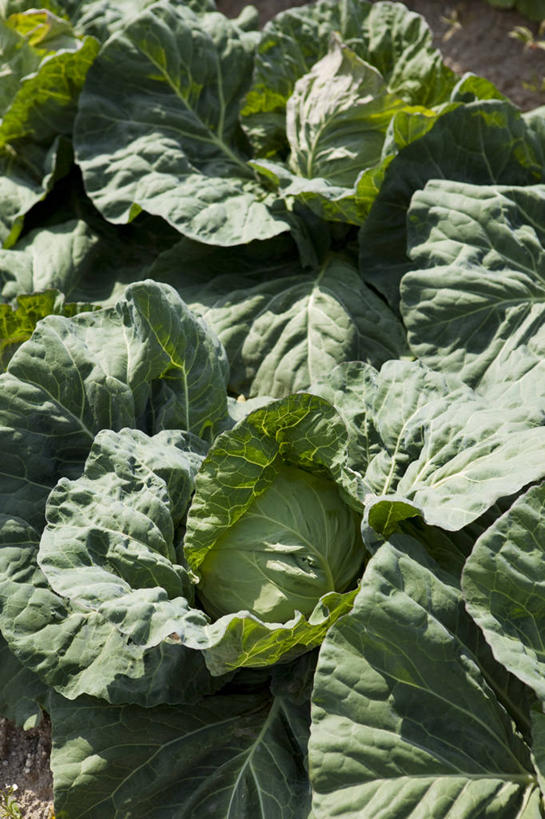 无人,竖图,俯视,室外,白天,蔬菜,椰菜,卷心菜,叶子,许多,阴影,新鲜,光线,影子,食品,绿叶,很多,食物,阳光,嫩叶,甘蓝,有机食品,绿色食品,甘蓝菜,叶,叶片,结球甘蓝,甘兰,包心菜,彩图,高角度拍摄,圆白菜