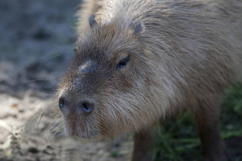 头,无人,站,横图,室外,特写,白天,正面,草地,草坪,美景,植物,哺乳动物,野生动物,朦胧,模糊,景观,注视,草,一只,绿色,自然,动物,观察,看,站着,景色,可爱,活泼,观看,察看,关注,自然风光,啮齿动物,水豚,头部,站立,半身,彩图