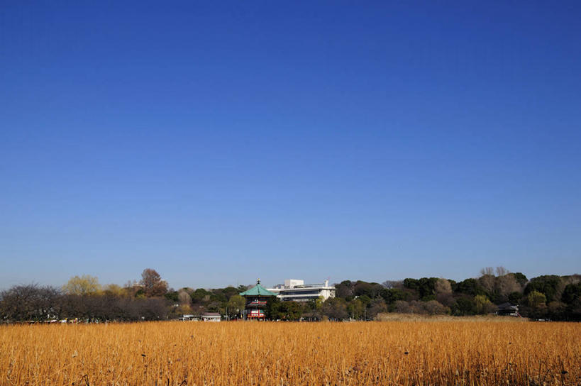 无人,公园,横图,室外,白天,正面,旅游,度假,草地,草坪,美景,植物,东京,日本,亚洲,阴影,光线,影子,景观,娱乐,草,树,树木,蓝色,绿色,蓝天,天空,阳光,自然,天,享受,休闲,景色,放松,生长,晴朗,成长,自然风光,东亚,本州,万里无云,关东地方,本州岛,日本国,东京都,东京上野公园,台东区,晴空,晴空万里,彩图,不忍池,上野,上野恩赐公园,上野公园