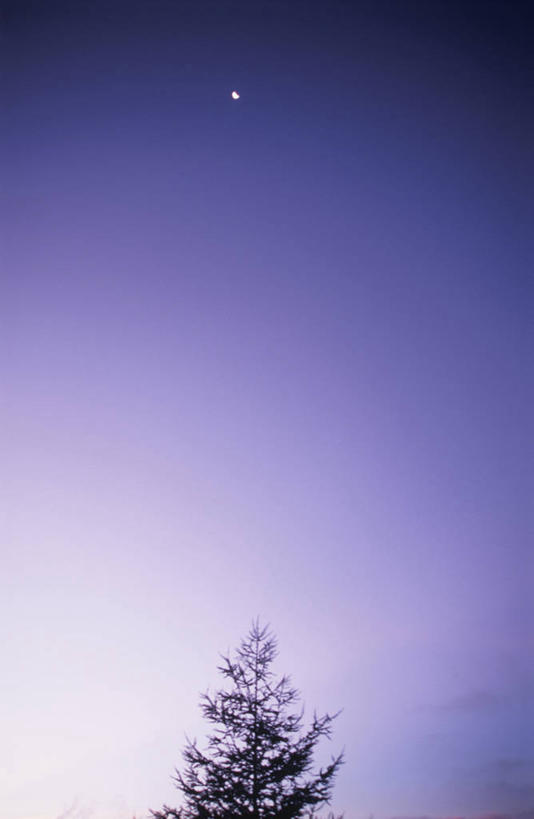 无人,竖图,室外,白天,仰视,旅游,度假,日出,美景,树林,太阳,植物,景观,月亮,朝霞,晨曦,黎明,月光,娱乐,树,树木,绿色,阳光,自然,享受,休闲,景色,放松,生长,成长,明亮,自然风光,皎洁,朝阳,彩图,低角度拍摄,卯时,破晓,日始