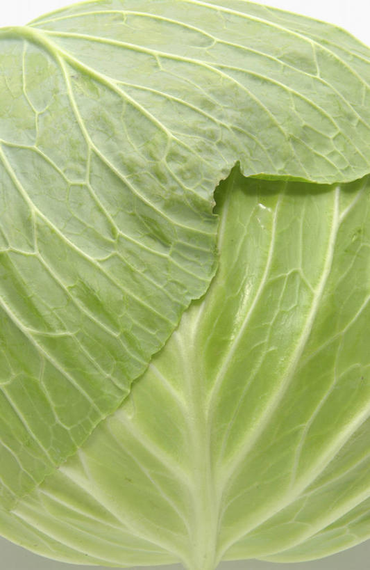 无人,竖图,俯视,室内,特写,白天,白色背景,蔬菜,椰菜,卷心菜,新鲜,食品,食物,一个,绿色,甘蓝,摄影,有机食品,绿色食品,影棚,单个,甘蓝菜,结球甘蓝,甘兰,包心菜,彩图,高角度拍摄,影棚拍摄,拍摄,圆白菜